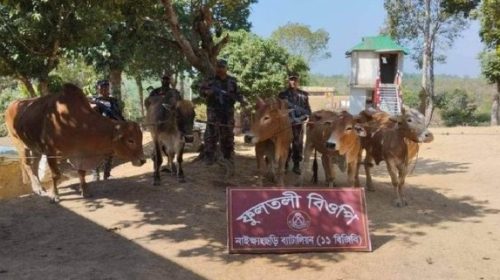 বিজিবির অভিযানে ৫ টি মিয়ানমার গরু আটক!